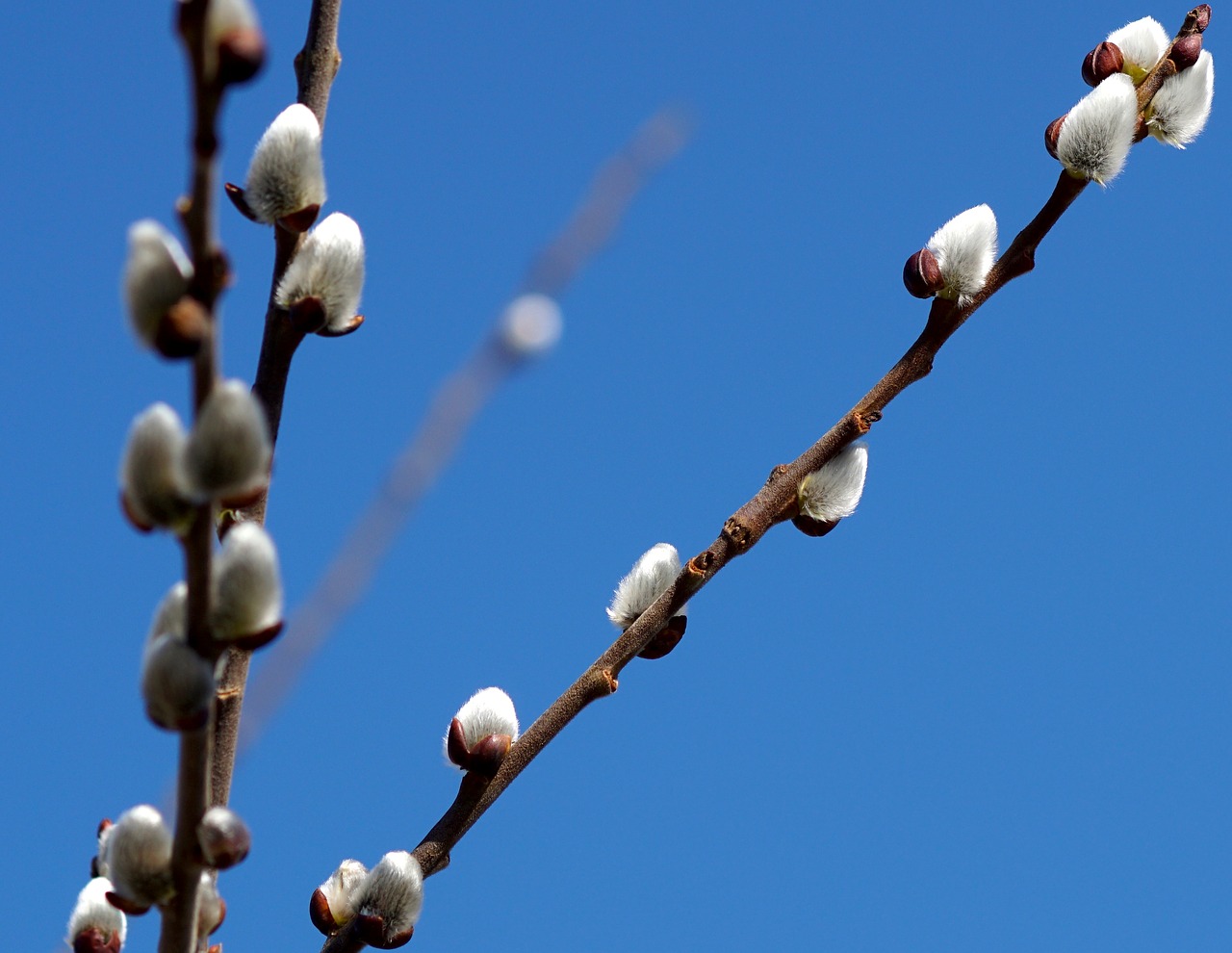 Image - pussy willow fluffy nature spring