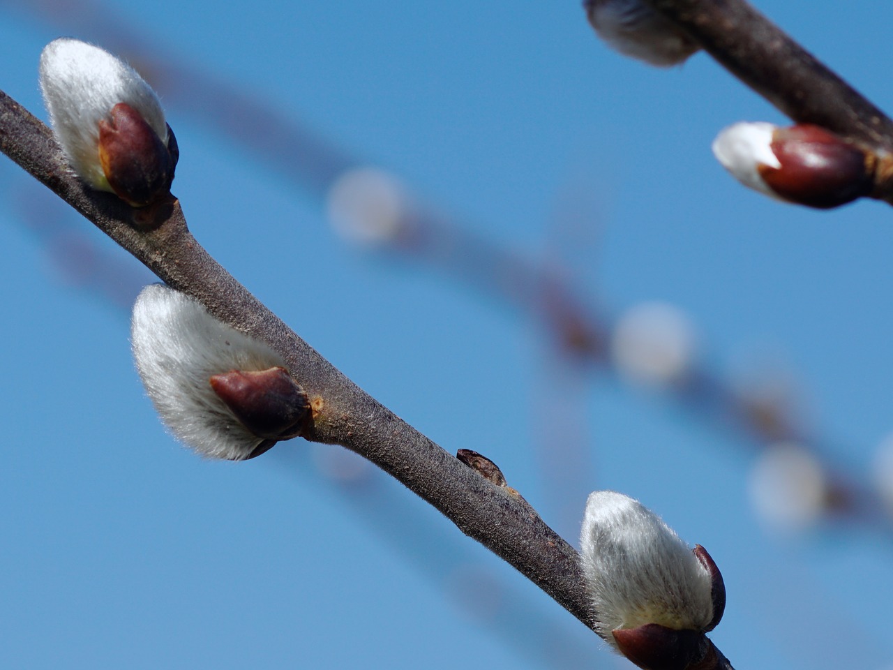 Image - pussy willow fluffy nature spring