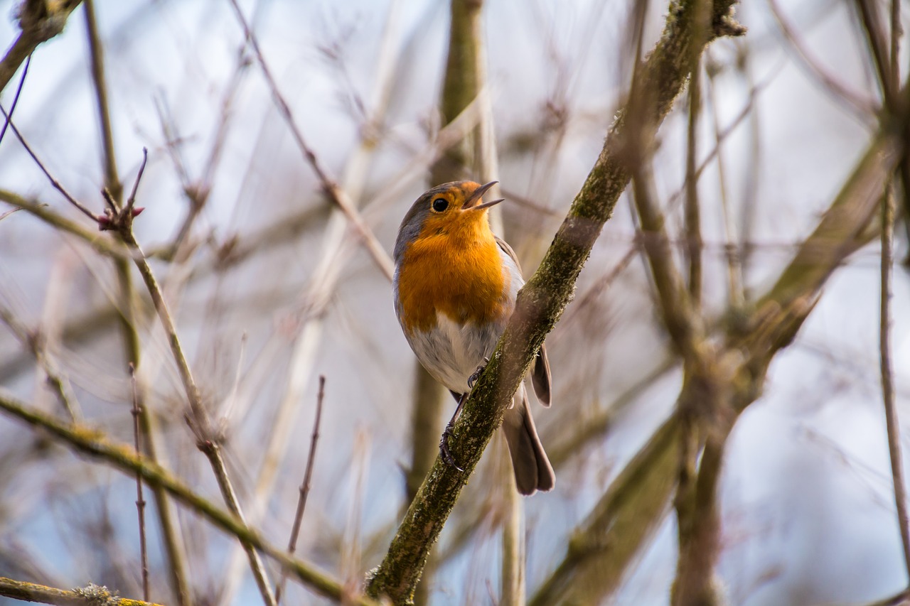 Image - robin rotbrüstchen bird small bird