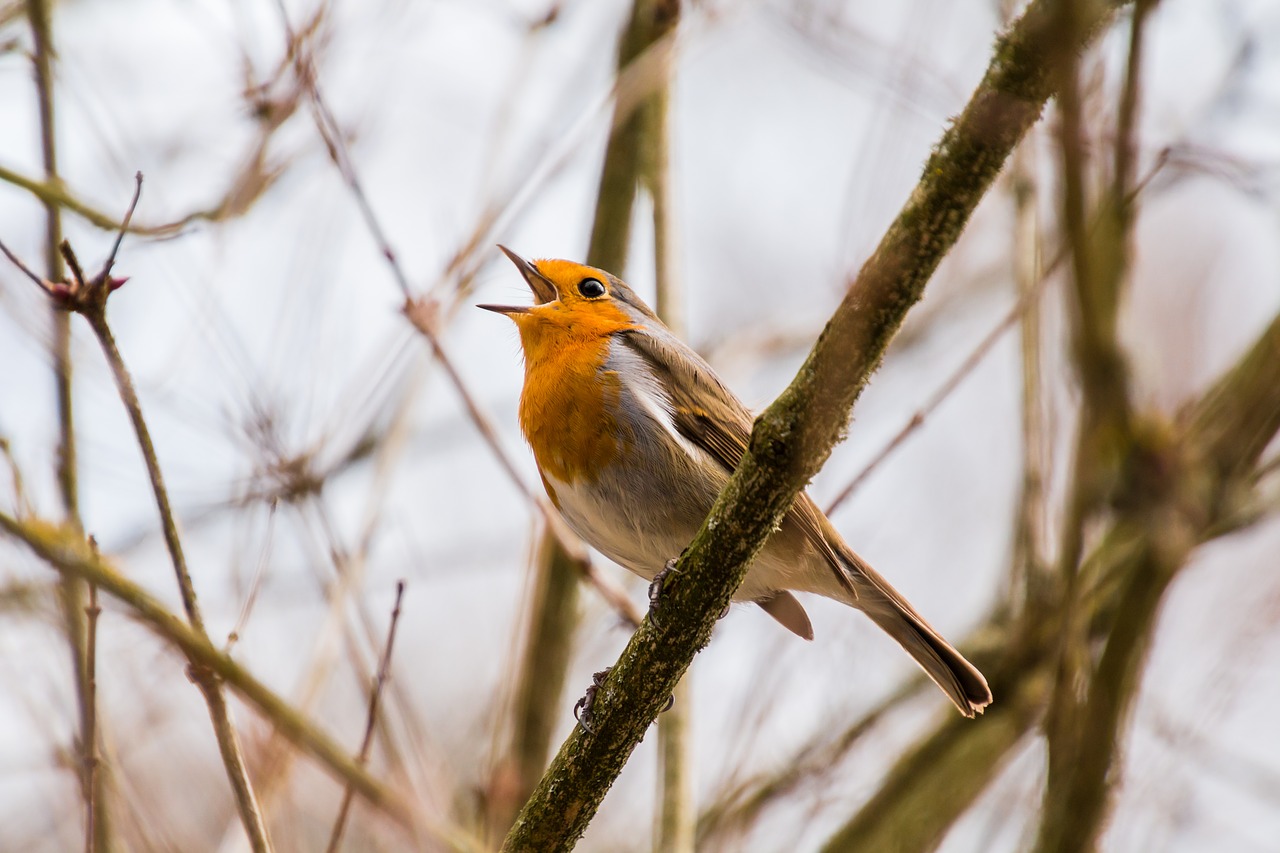 Image - singer singing twitter robin