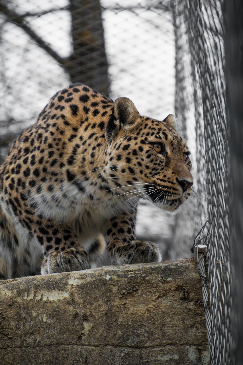 Image - leopard persian leopard portrait