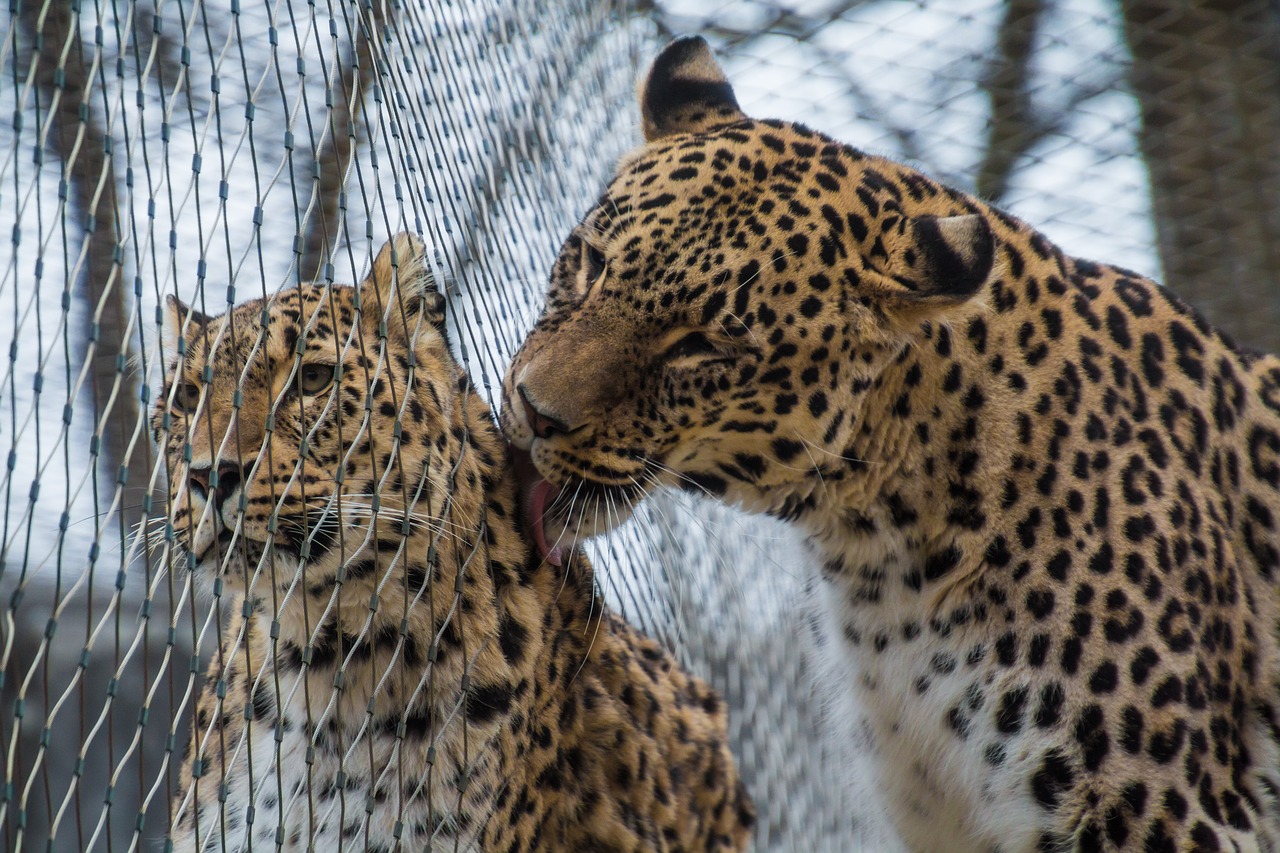 Image - leopard persian leopard portrait