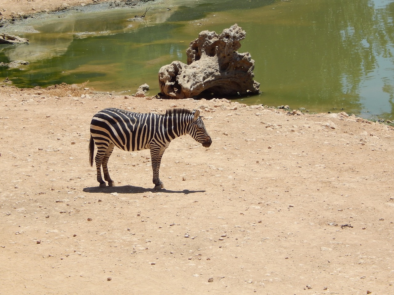 Image - zebra safari zoo nature water