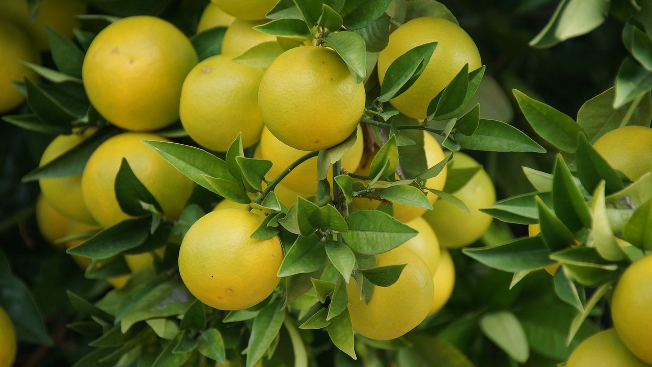 Image - grapefruit garden tree leaves