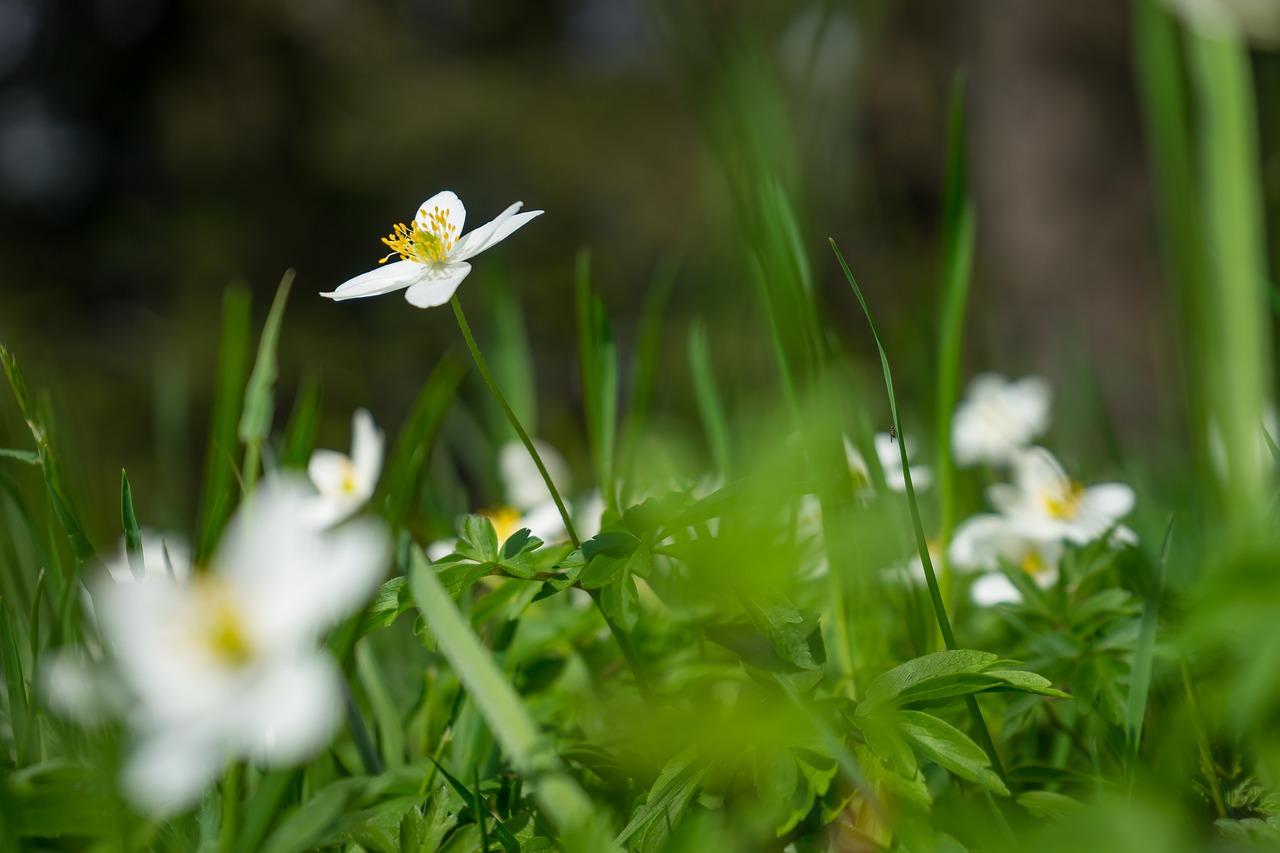 Image - flower nature background