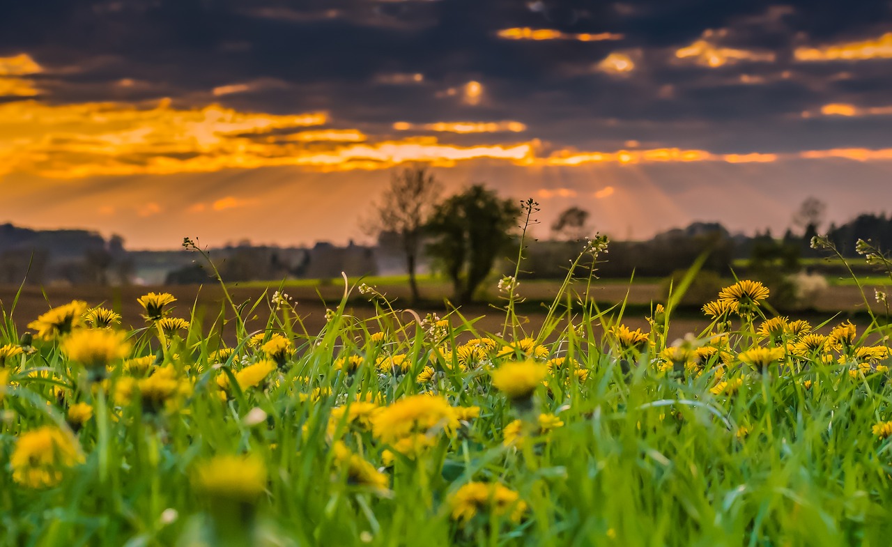 Image - summer dandelion nature flower