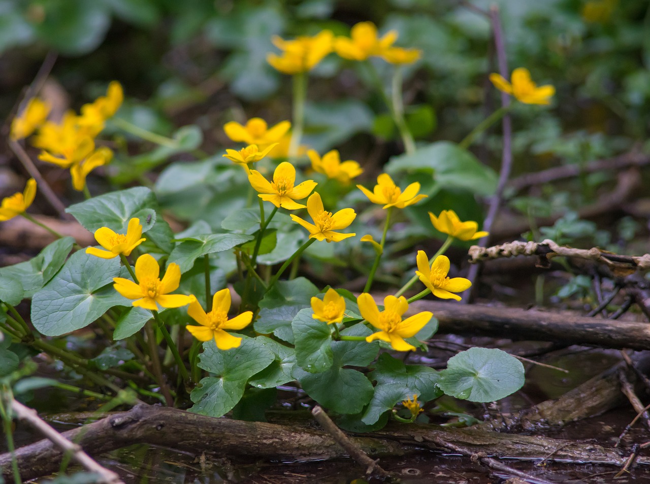 Image - nature flower forest plant