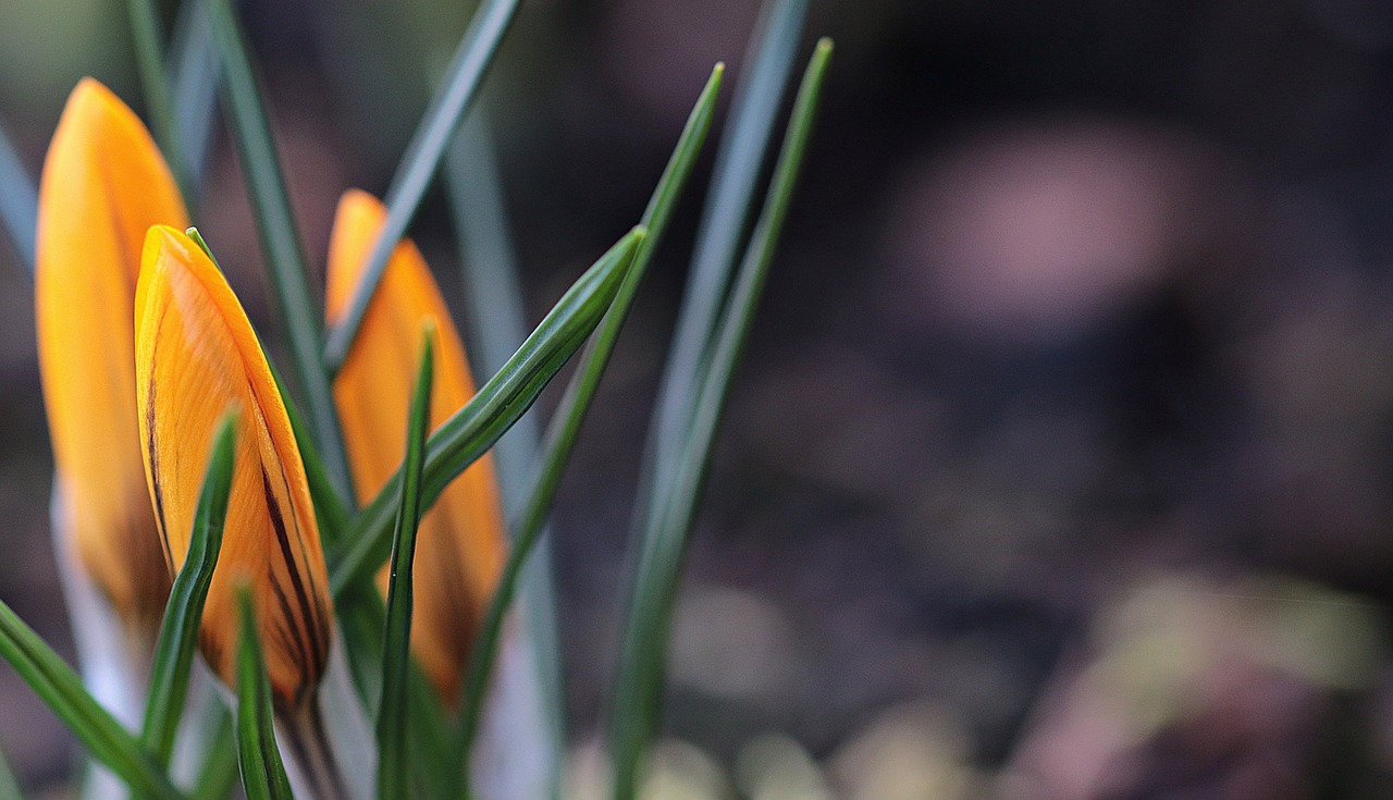 Image - garden spring crocus yellow flower