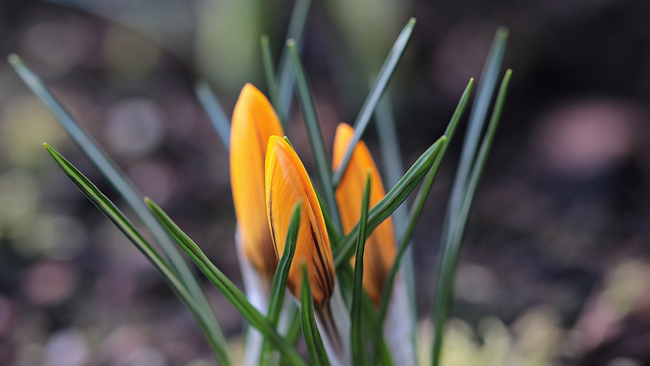 Image - garden spring crocus yellow flower