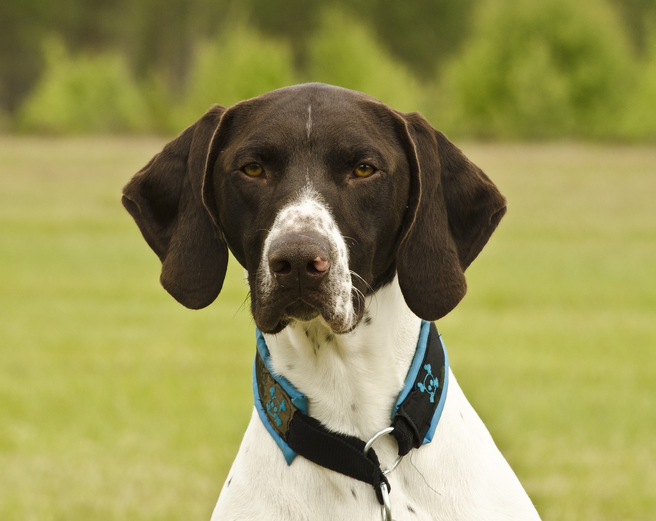 Image - short haired german shorthaired pointer,