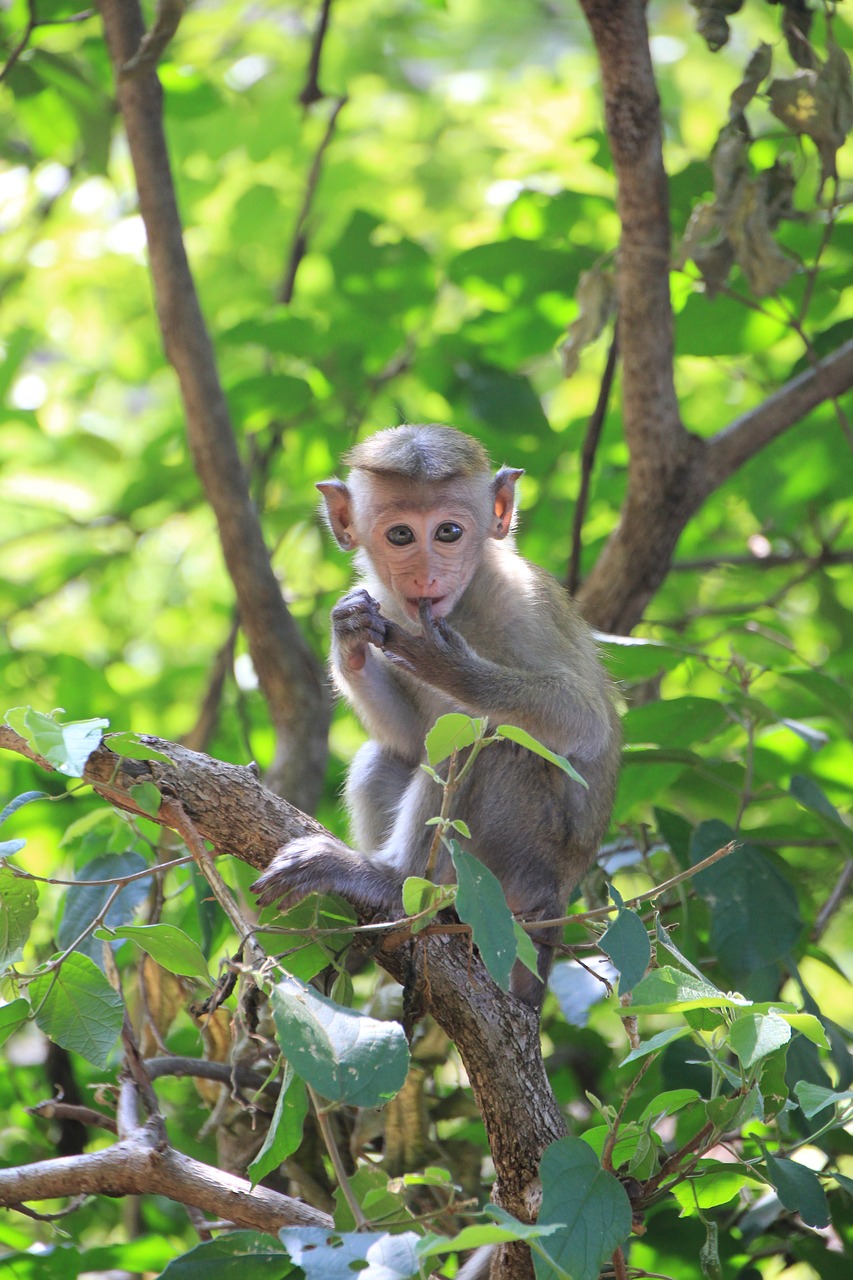 Image - monkey makake cute animal primate