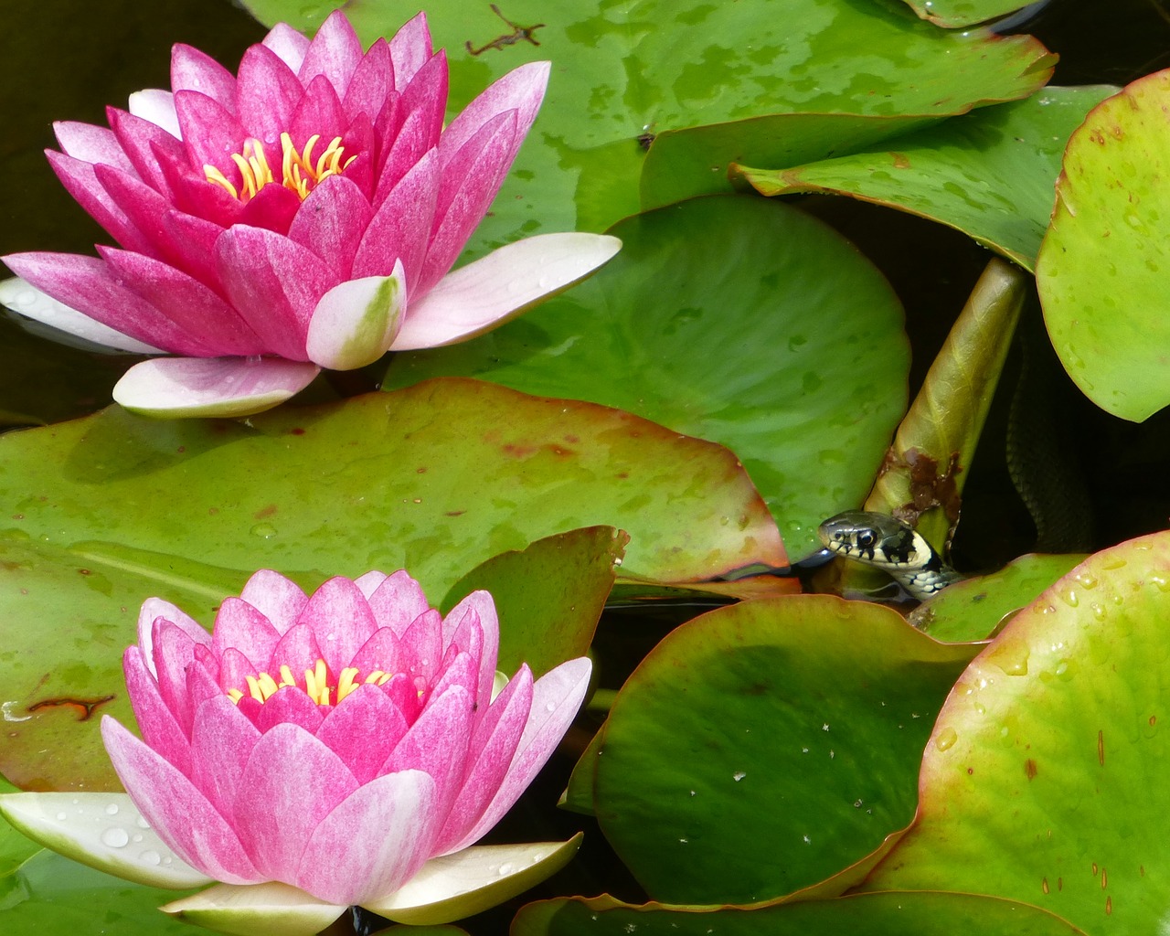 Image - water lilies grass snake garden pond