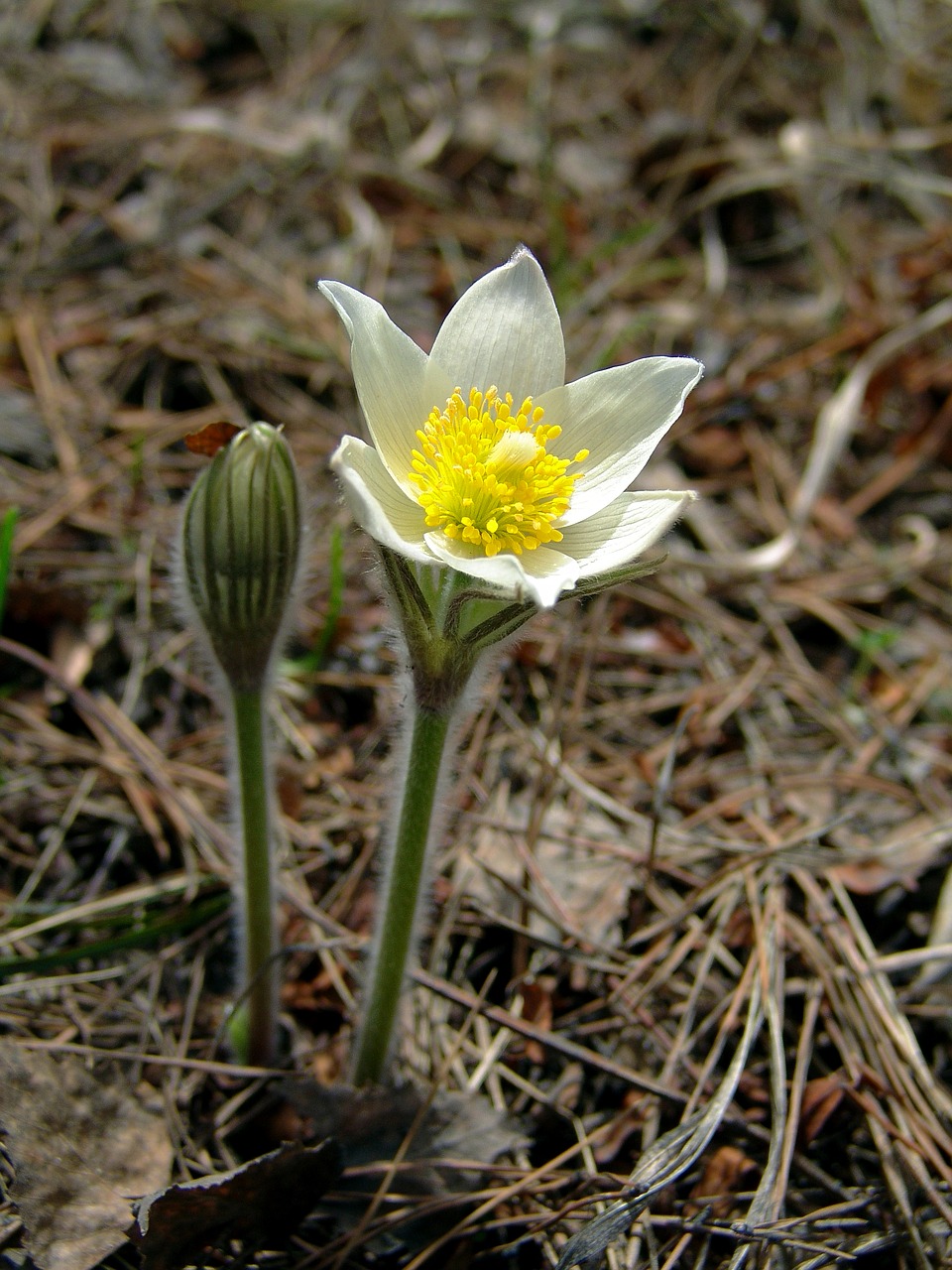 Image - flower siberian snowdrop spring