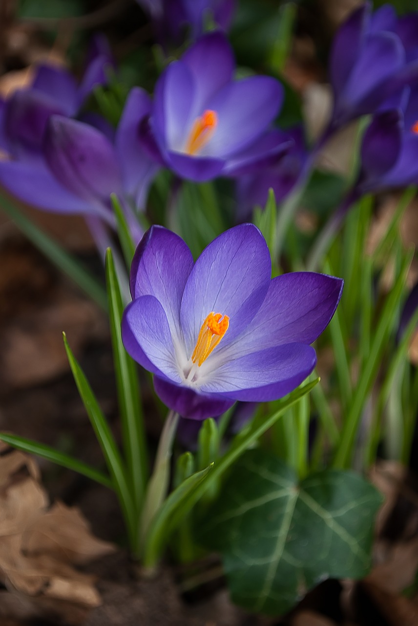 Image - crocus spring purple flowers