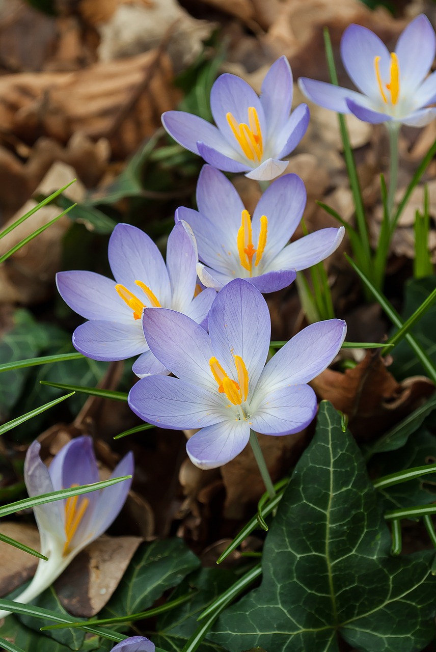 Image - crocus spring crocuses flowers