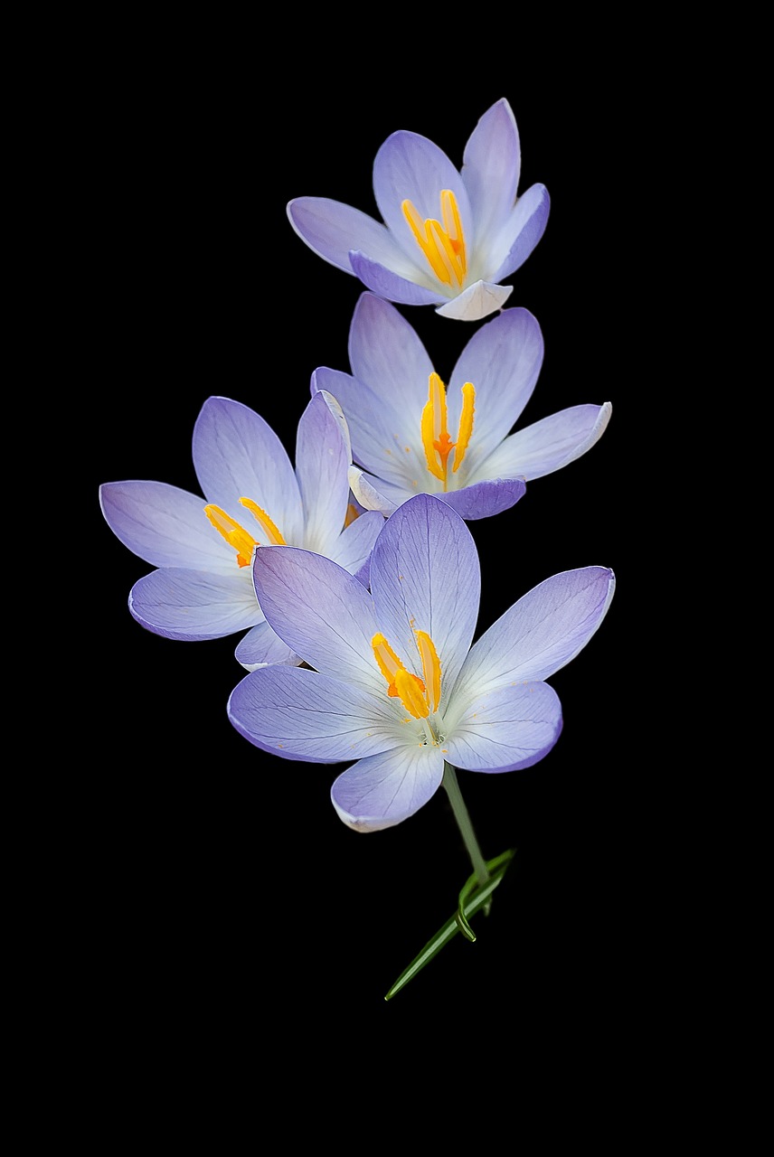 Image - crocus nature background crocuses