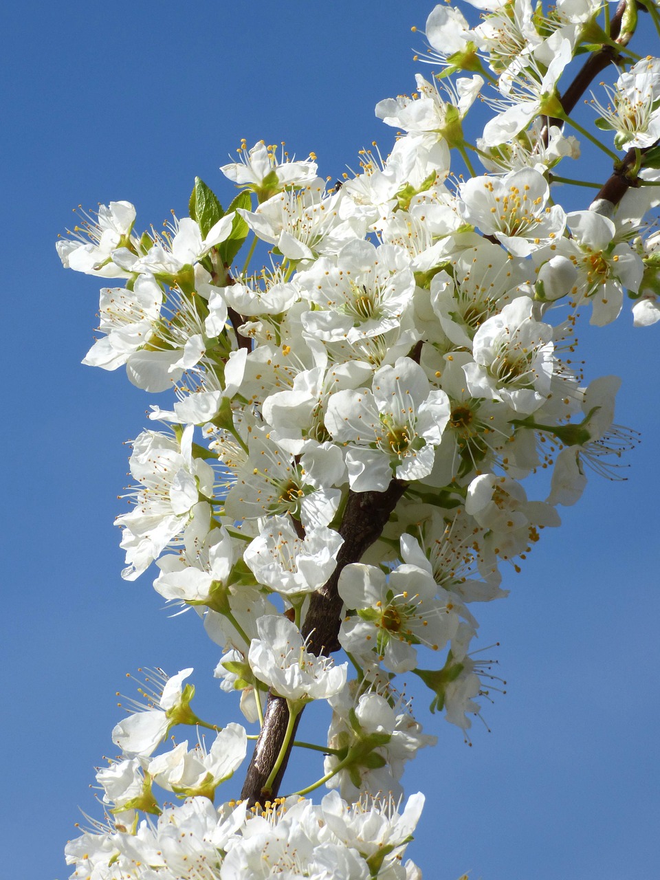 Image - flowery branch plum flowers