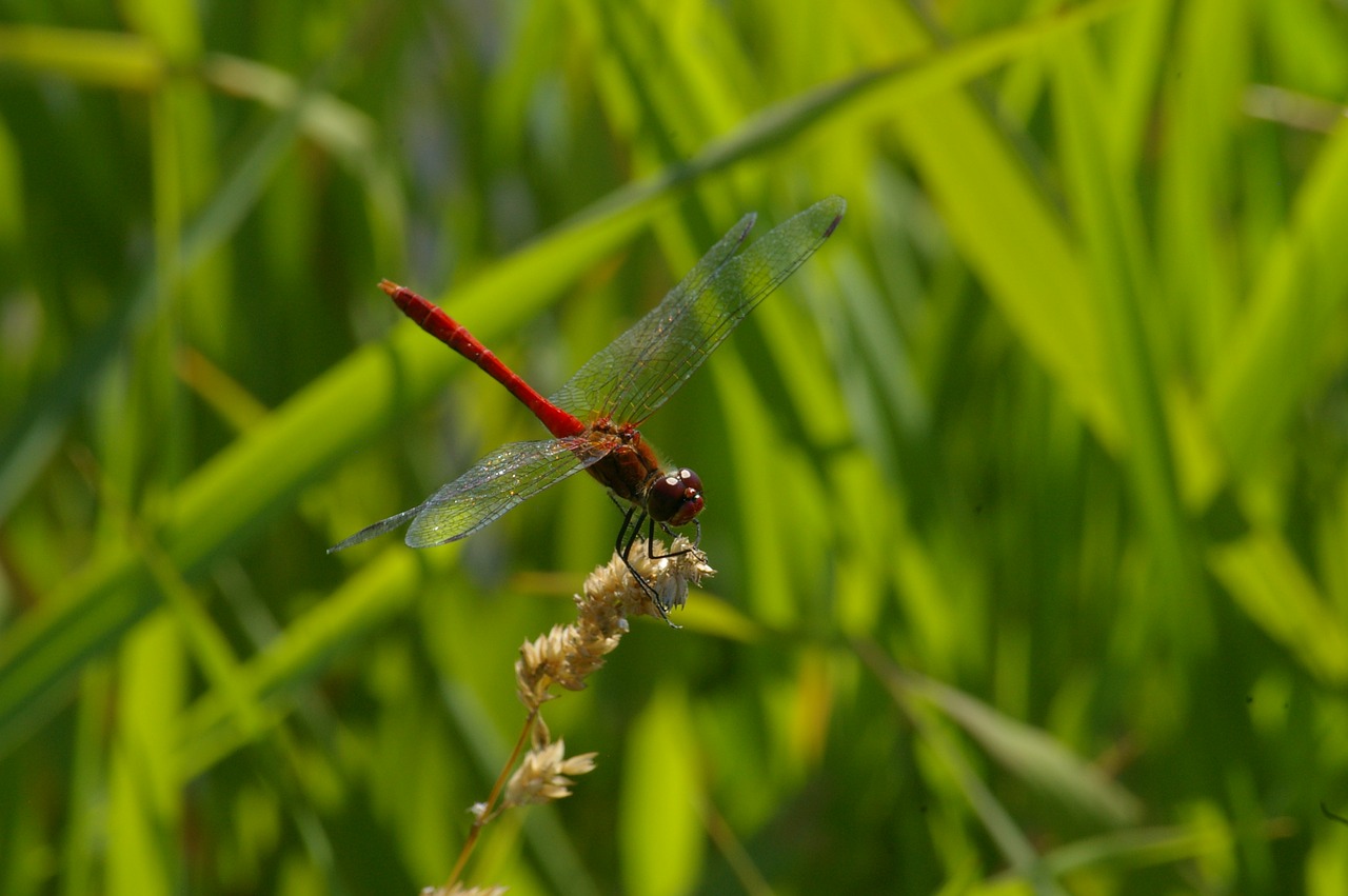 Image - dragonfly red nature water insect