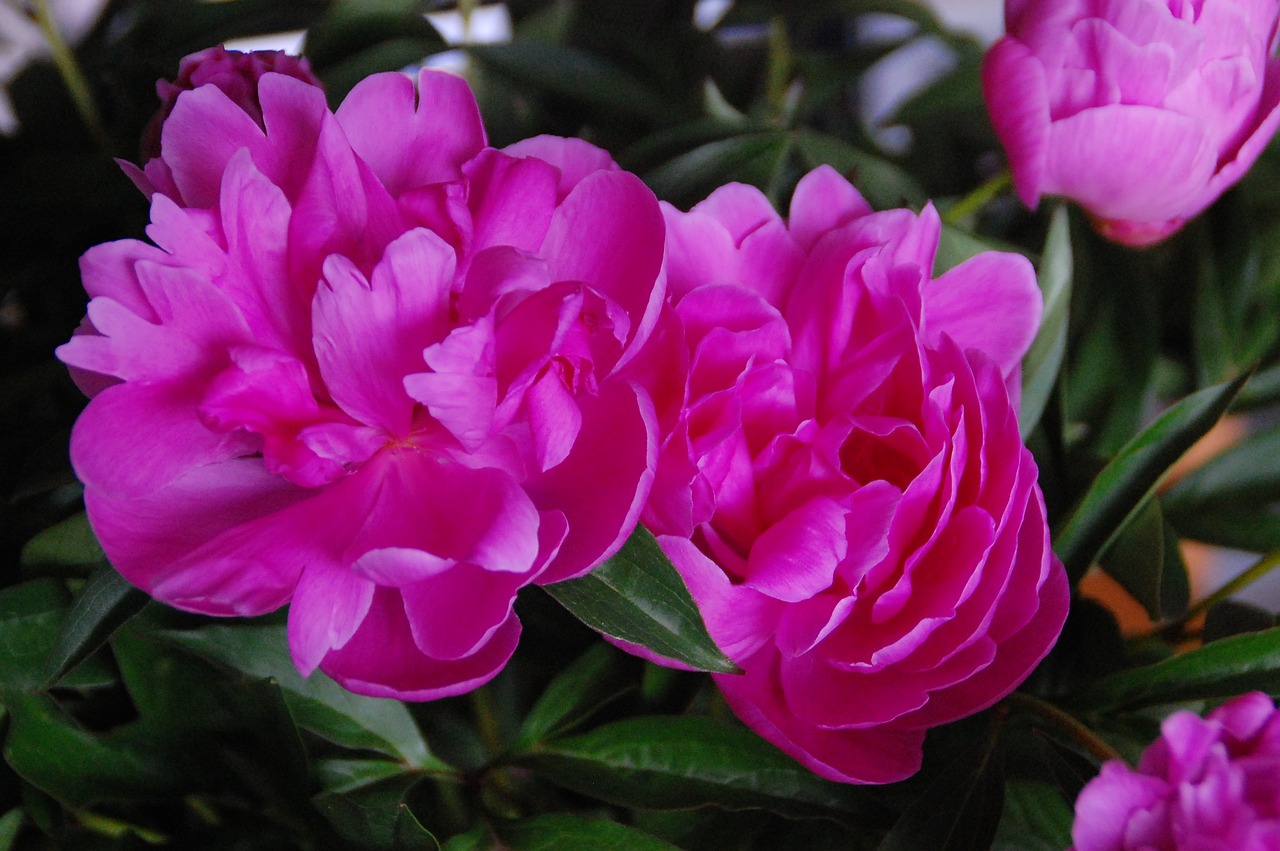 Image - peonies rosa flowers