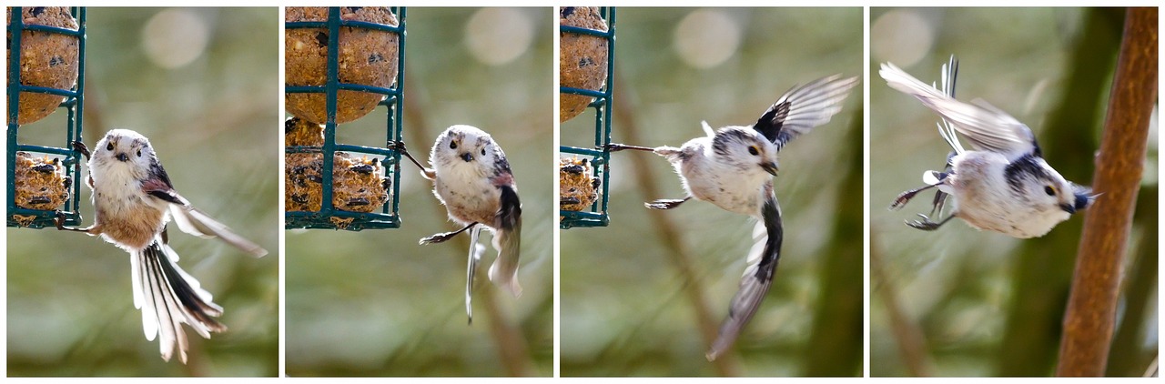 Image - animal bird tit long tailed tit