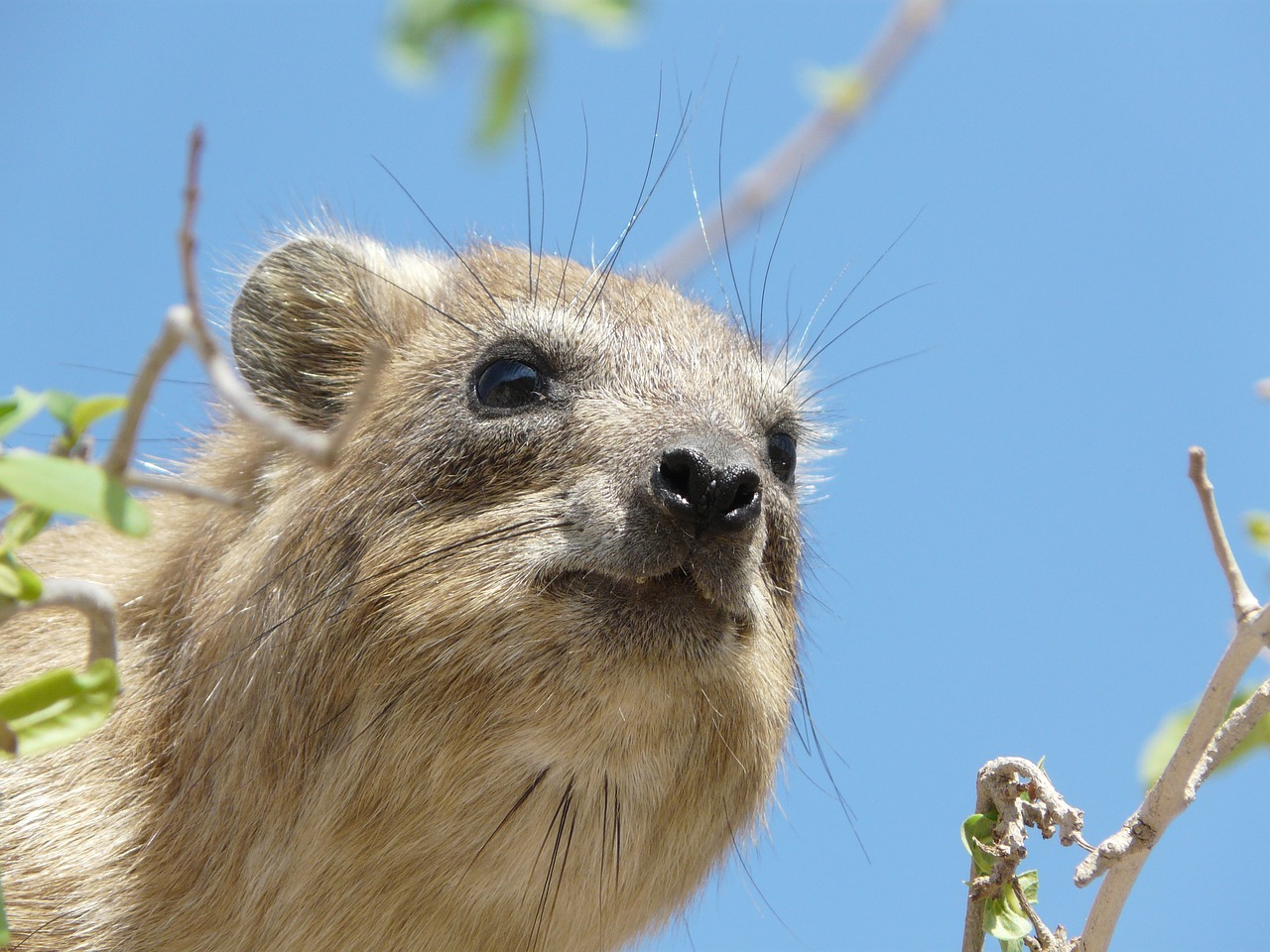 Image - coney animal engedi wild mammal