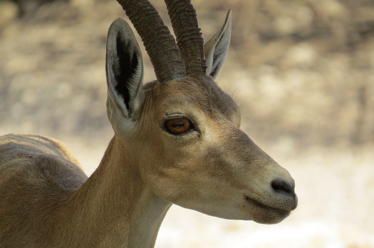 Image - israel engedi ibex israel wildlife