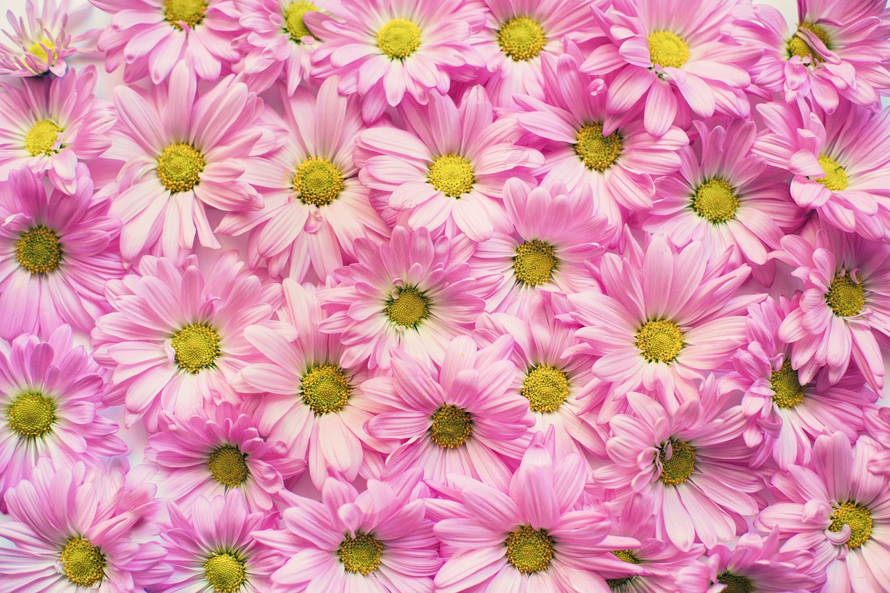 Image - pink daisies flowers background