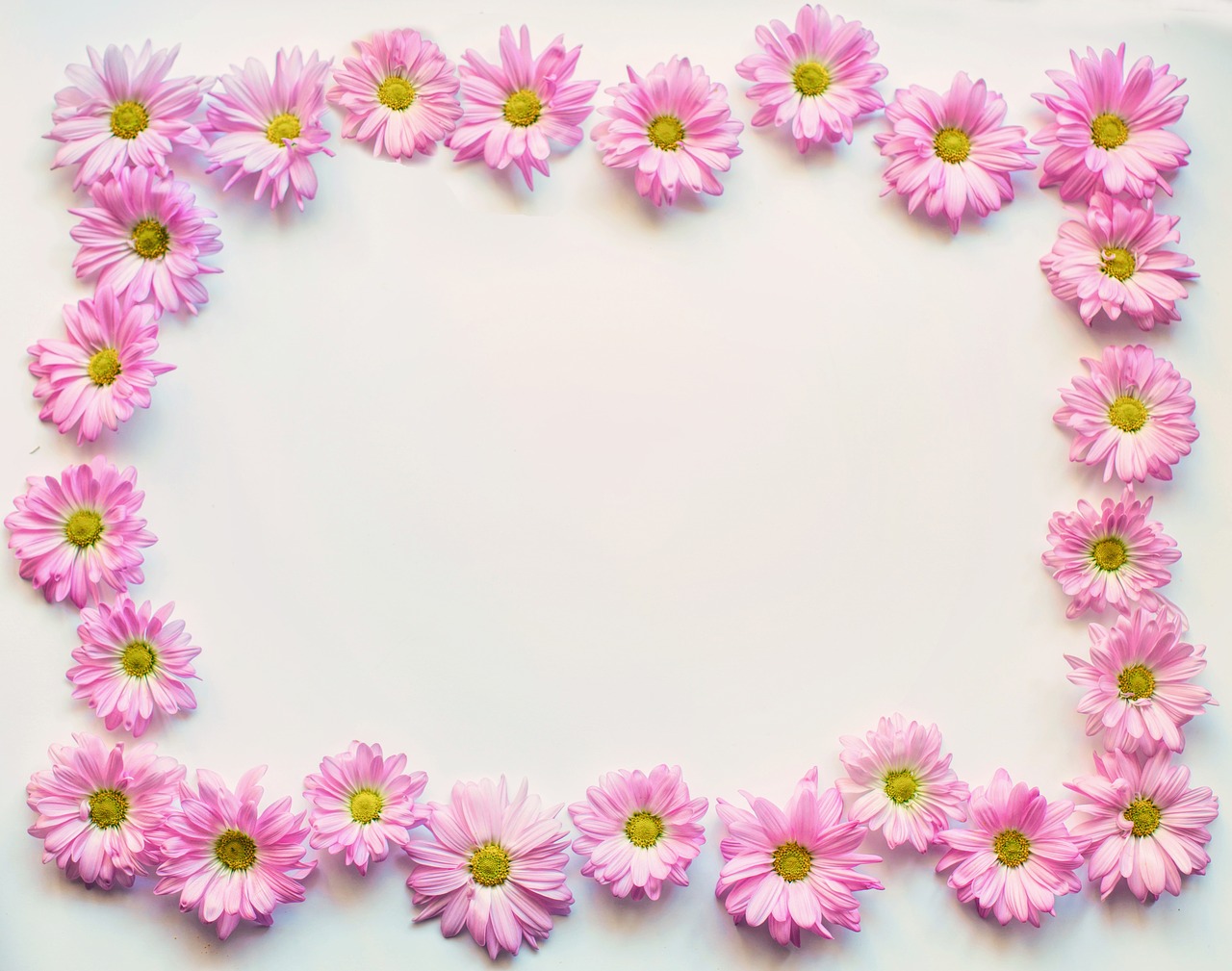 Image - pink daisies border frame