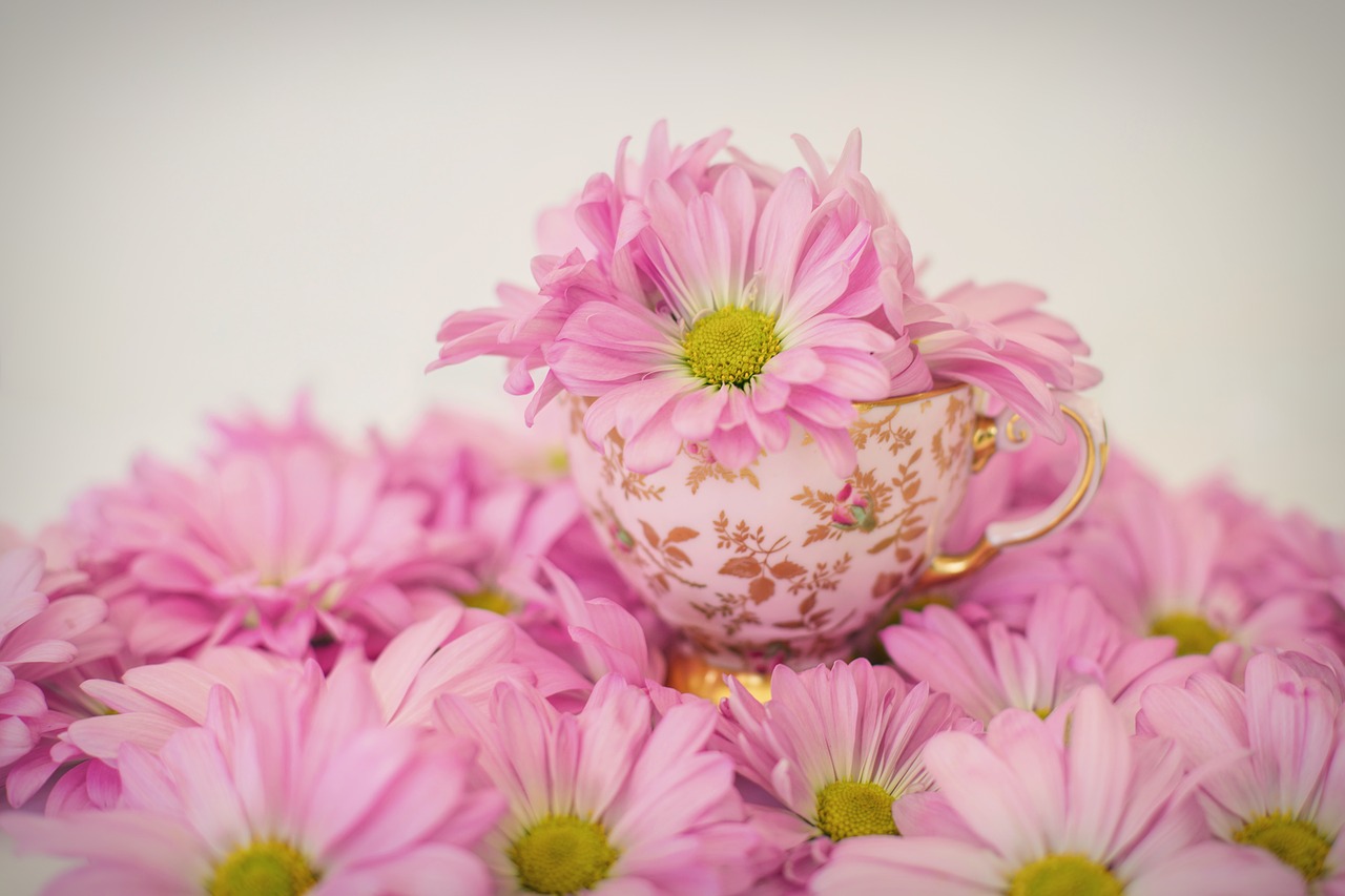 Image - pink daisies flowers spring summer