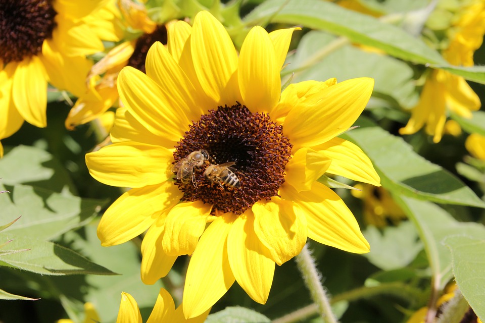 Image - sunflower nature bees flower