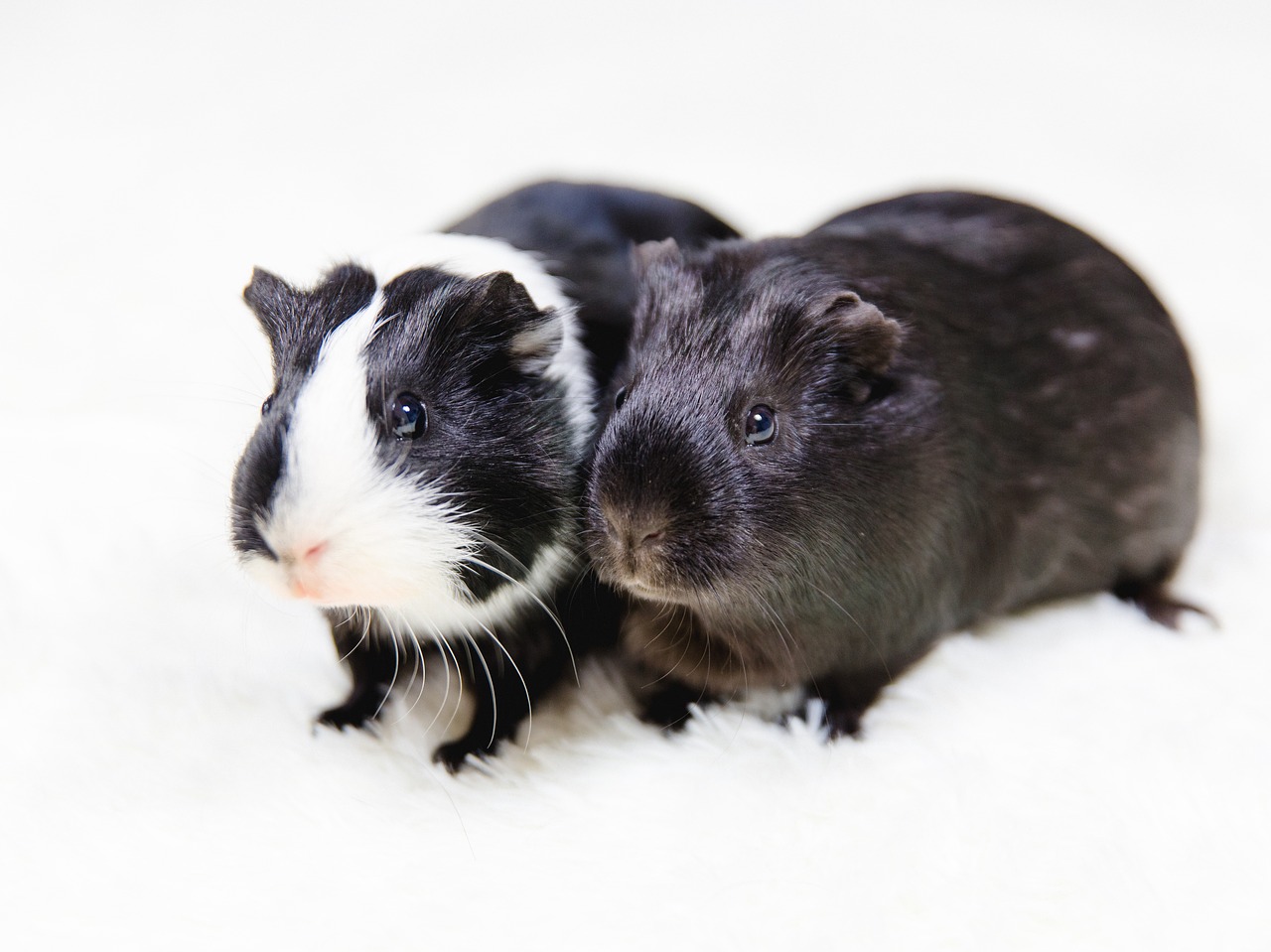 Image - guinea pig black and white animals