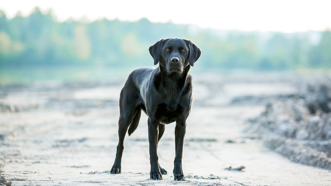 Image - labrador dog outdoor view portrait