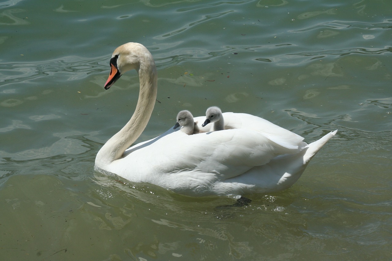 Image - swan lake waters bank chicken