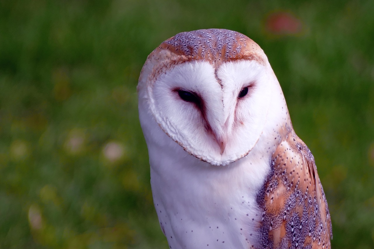 Image - bird barn owl owl barn animal