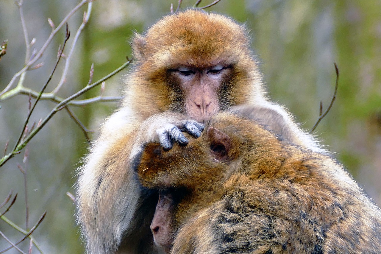 Image - ape monkey animal cute mammal