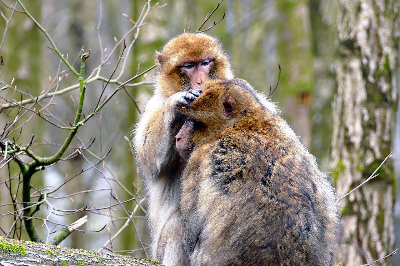 Image - ape monkey animal cute mammal