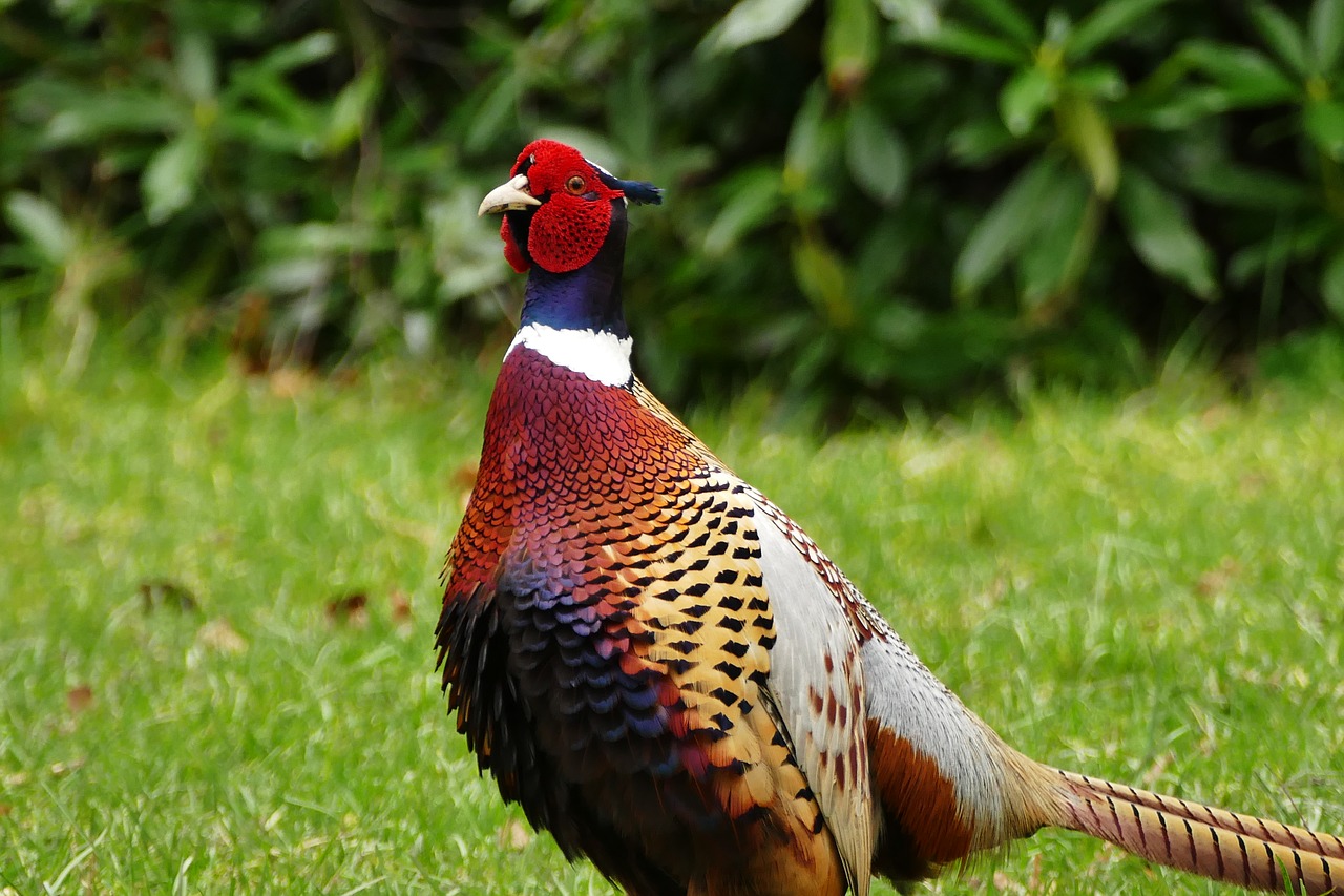 Image - pheasant bird animal wild feather