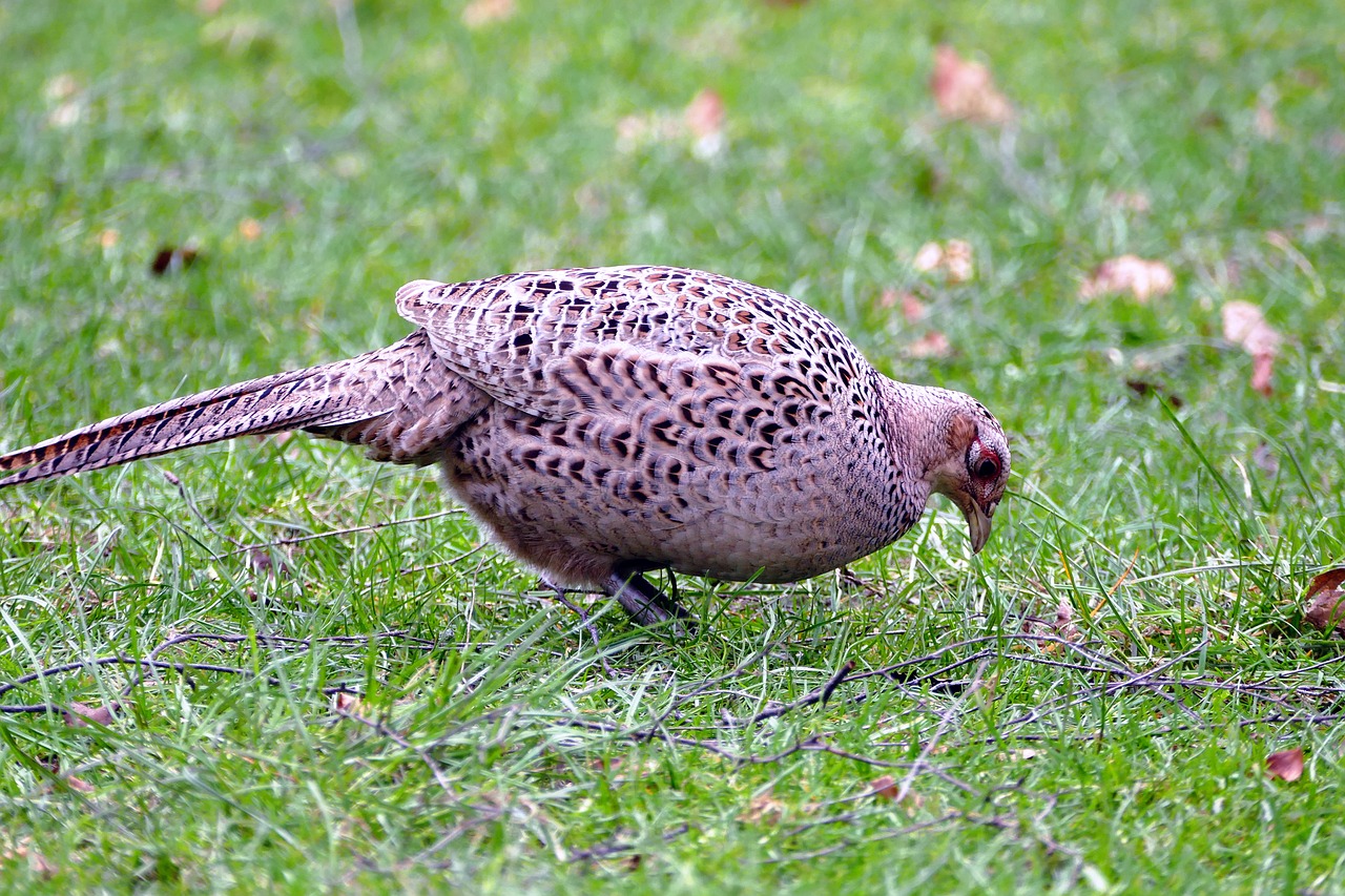 Image - pheasant bird animal wild feather