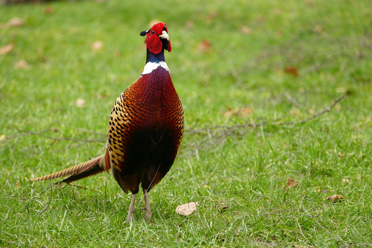 Image - pheasant bird animal wild feather