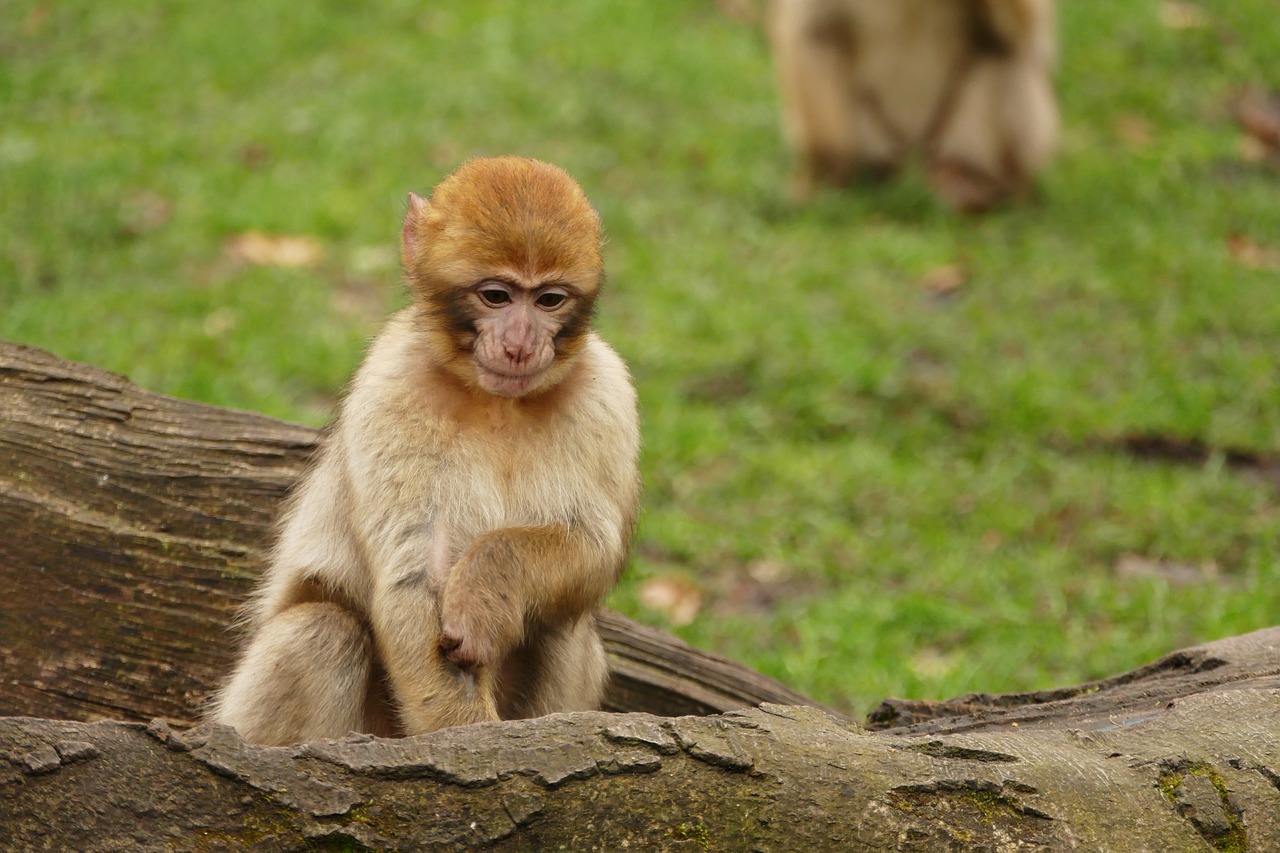 Image - ape monkey animal cute mammal