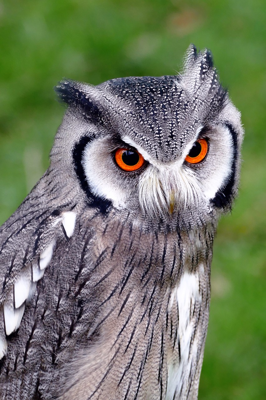 Image - southern white faced owl birds owl