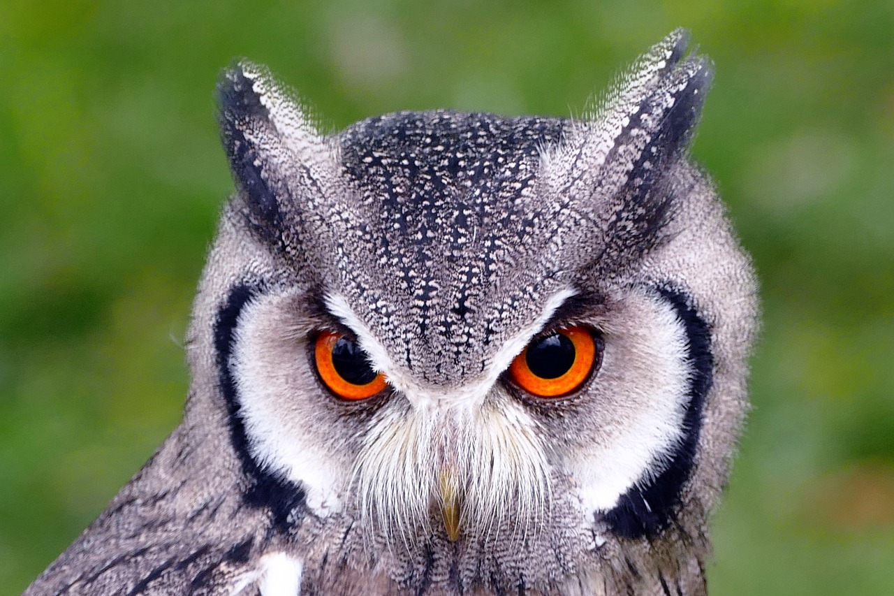 Image - southern white faced owl birds owl