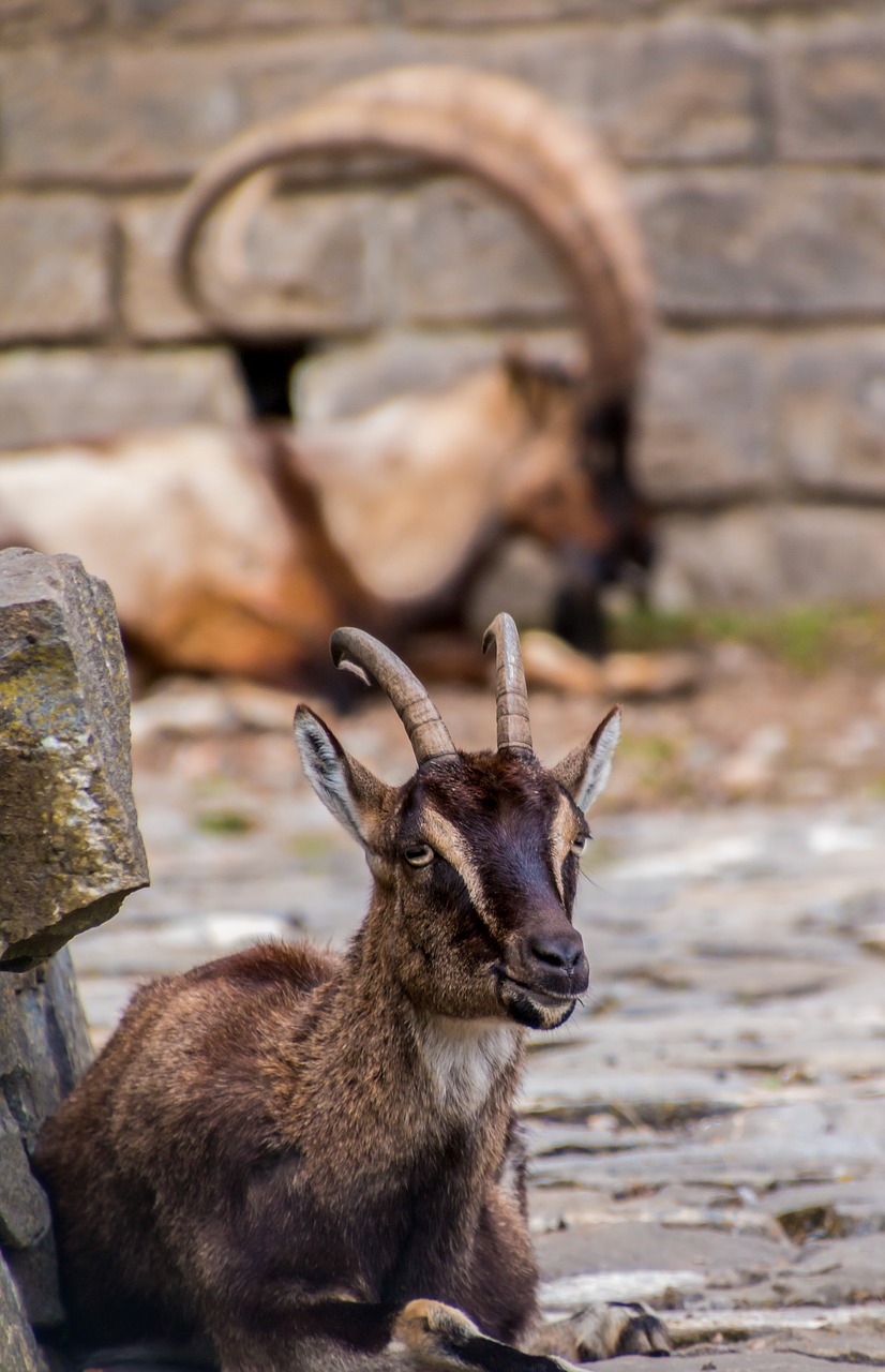 Image - capricorn goat goats bock horned