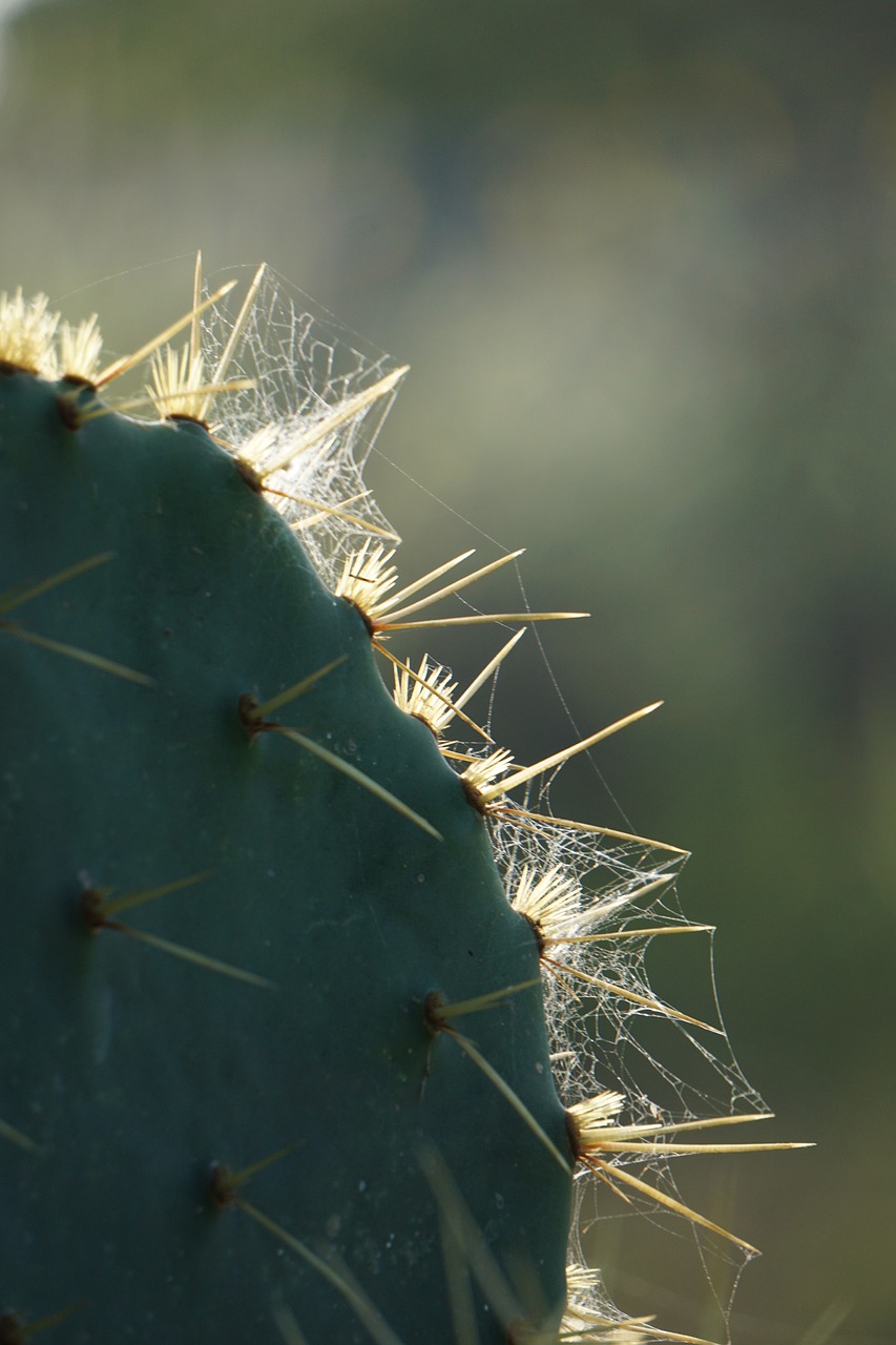 Image - cactus thorns spider web thorny