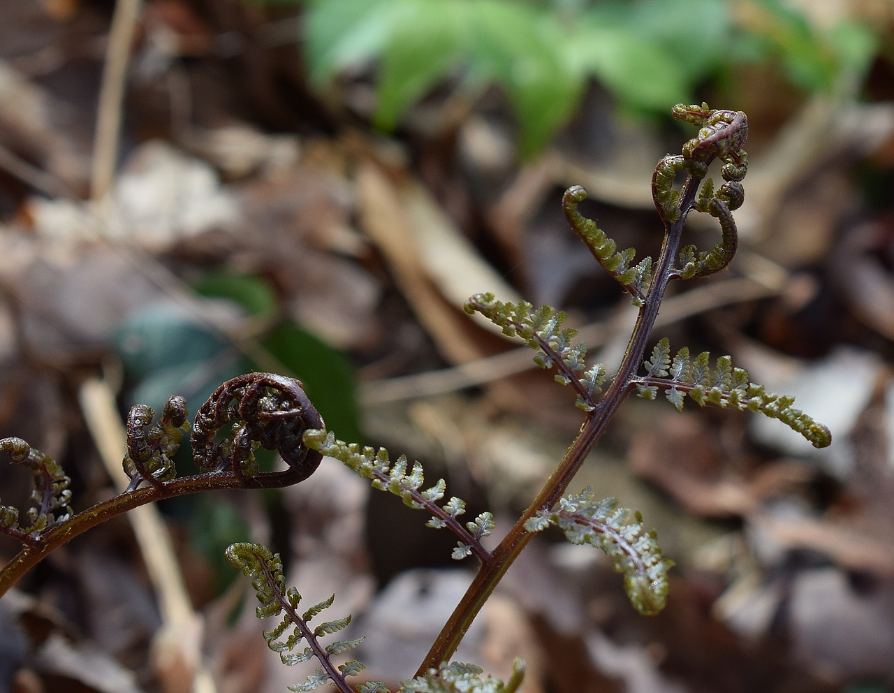 Image - ferns unfurling ferns plant