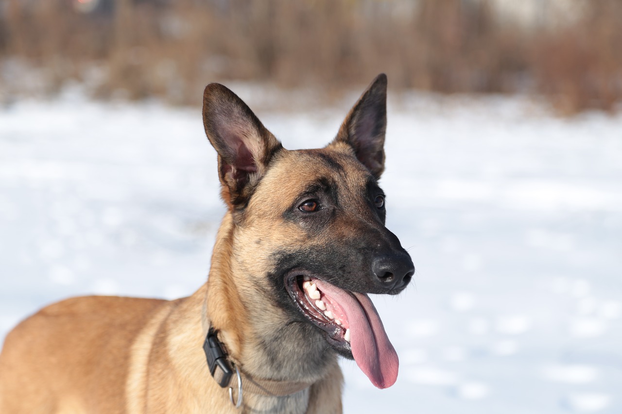 Image - animal dog portrait schäfer dog