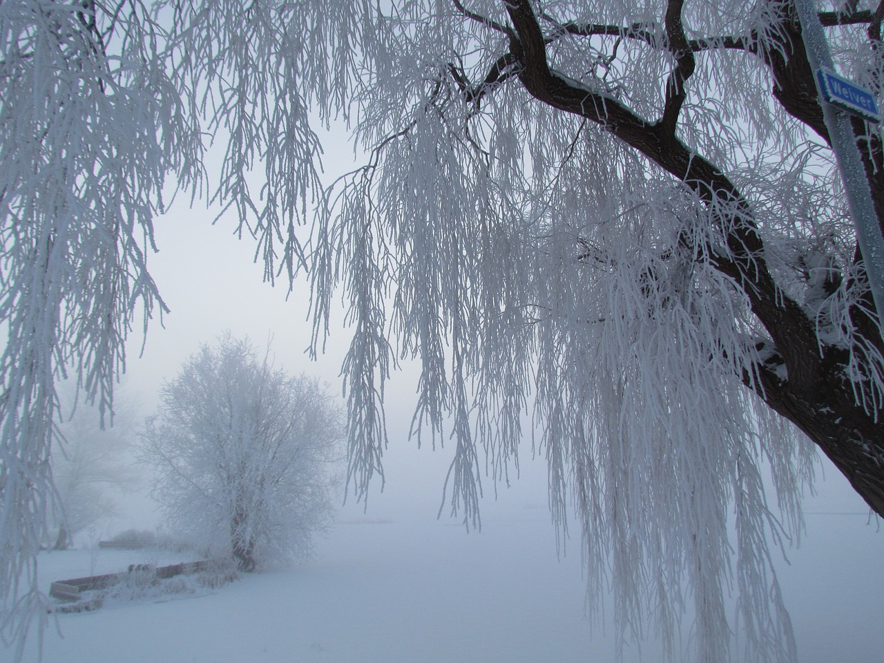 Image - cold winter snow fog ice snowy