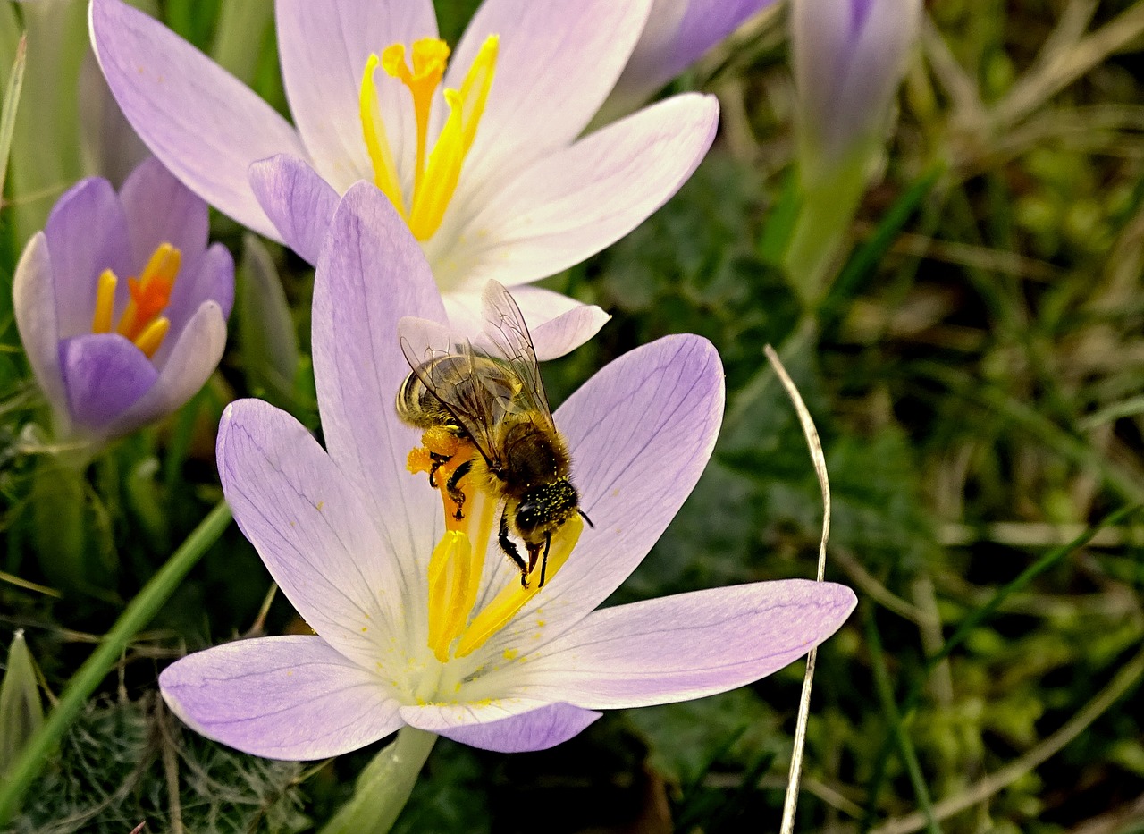 Image - crocus bee spring blossom bloom