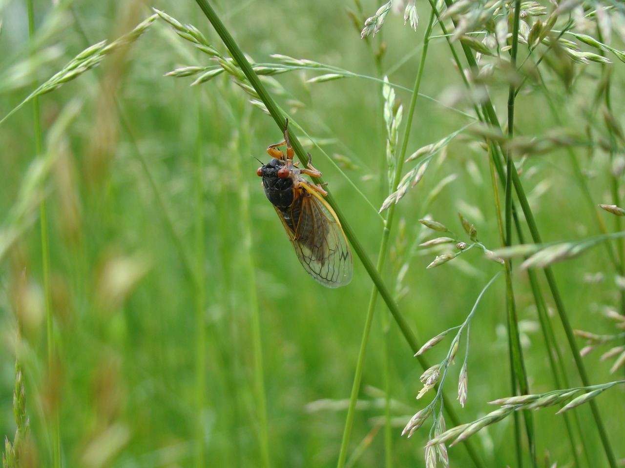 Image - magicicada periodical cicada cicada