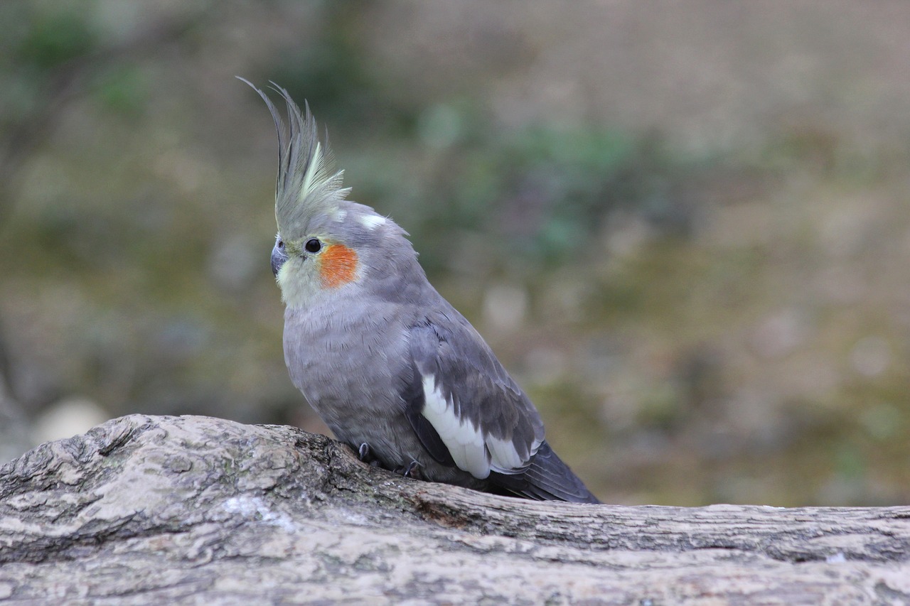 Image - cockatiel bird nature parakeet